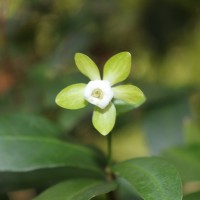 Tritaxis